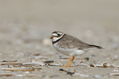 BUITEN BEELD Foto: 6584