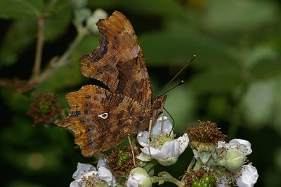 BUITEN BEELD Foto: 6587