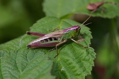 BUITEN BEELD Foto: 6611