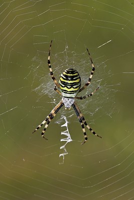 BUITEN BEELD Foto: 6633