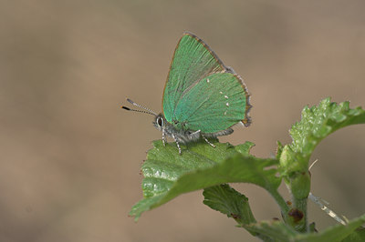 BUITEN BEELD Foto: 6651