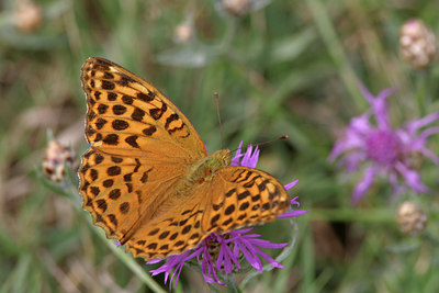 BUITEN BEELD Foto: 6653