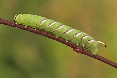 BUITEN BEELD Foto: 6656