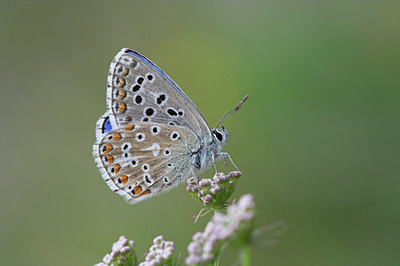 BUITEN BEELD Foto: 6661