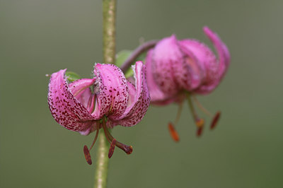 BUITEN BEELD Foto: 6692