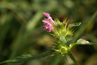 BUITEN BEELD Foto: 6742