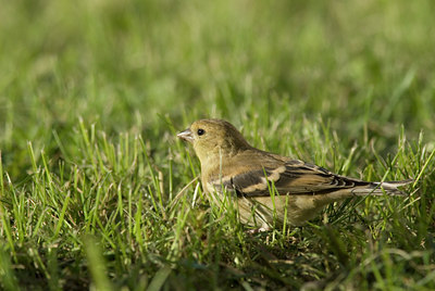 BUITEN BEELD Foto: 6765