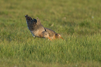 BUITEN BEELD Foto: 6770