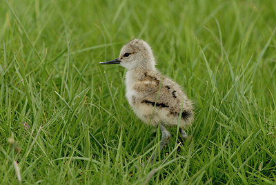 BUITEN BEELD Foto: 6774