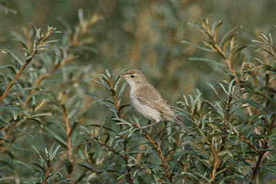 BUITEN BEELD Foto: 6781