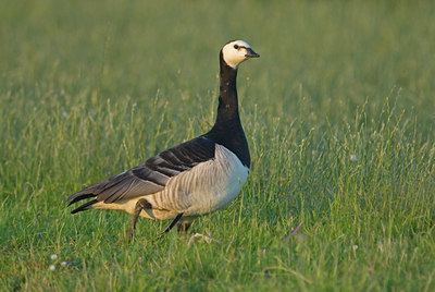 BUITEN BEELD Foto: 6811