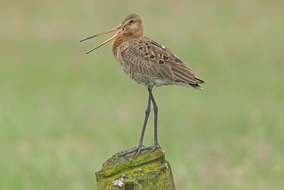 BUITEN BEELD Foto: 6818