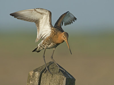 BUITEN BEELD Foto: 6820