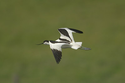 BUITEN BEELD Foto: 6823