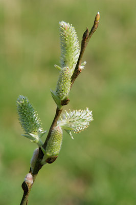 BUITEN BEELD Foto: 6826