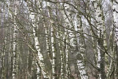 BUITEN BEELD Foto: 6832