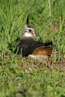 BUITEN BEELD Foto: 6842