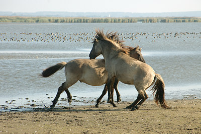 BUITEN BEELD Foto: 6853