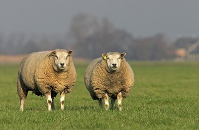 BUITEN BEELD Foto: 6872