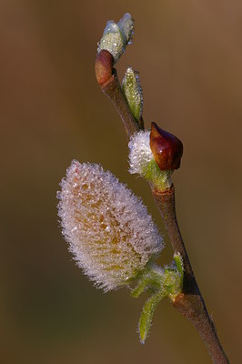 BUITEN BEELD Foto: 6884