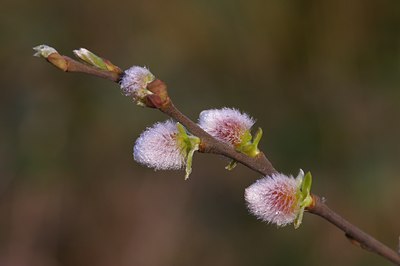 BUITEN BEELD Foto: 6885