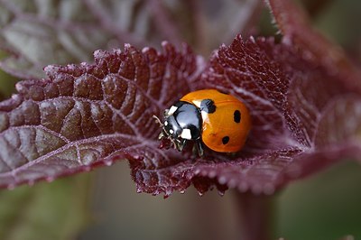 BUITEN BEELD Foto: 6890