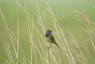 BUITEN BEELD Foto: 6913