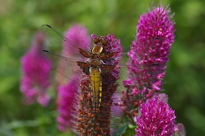 BUITEN BEELD Foto: 6922