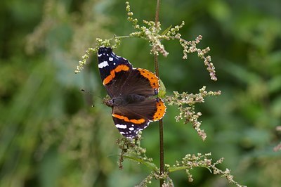 BUITEN BEELD Foto: 6930