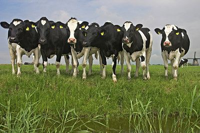 BUITEN BEELD Foto: 6961