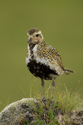 BUITEN BEELD Foto: 6982