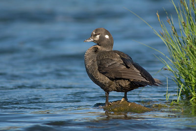 BUITEN BEELD Foto: 6987