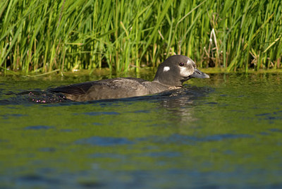 BUITEN BEELD Foto: 6990