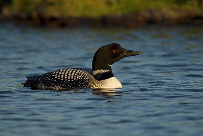 BUITEN BEELD Foto: 6991