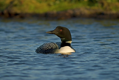 BUITEN BEELD Foto: 6993