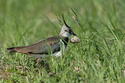 BUITEN BEELD Foto: 6999