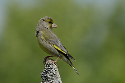 BUITEN BEELD Foto: 69043