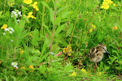 BUITEN BEELD Foto: 69065