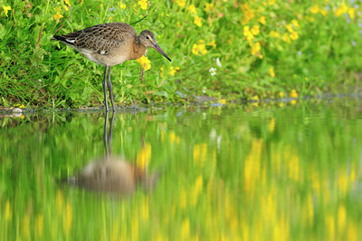 BUITEN BEELD Foto: 69067