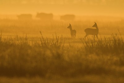 BUITEN BEELD Foto: 69085