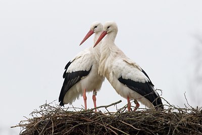 BUITEN BEELD Foto: 69103