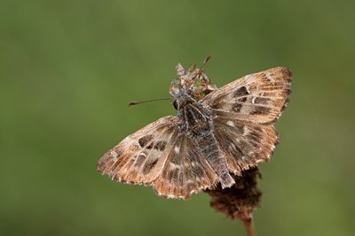 BUITEN BEELD Foto: 69120