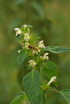 BUITEN BEELD Foto: 69124