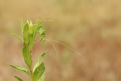 BUITEN BEELD Foto: 69139