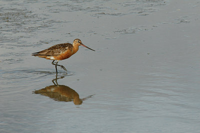 BUITEN BEELD Foto: 69140