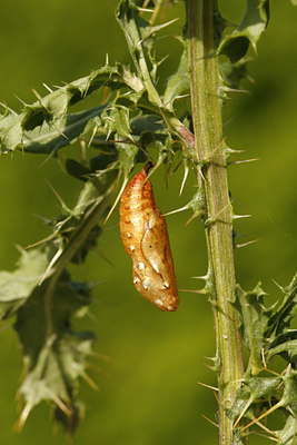 BUITEN BEELD Foto: 69143