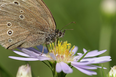 BUITEN BEELD Foto: 69217