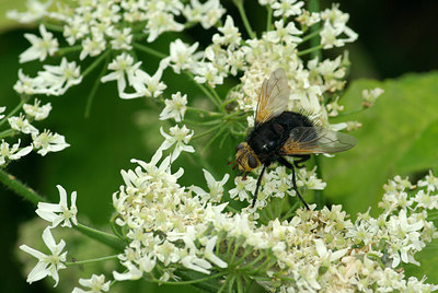 BUITEN BEELD Foto: 69219