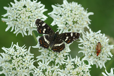 BUITEN BEELD Foto: 69221