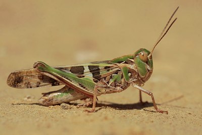 BUITEN BEELD Foto: 69256